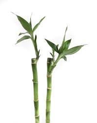 Lucky Bamboo Stalk 8" - Urban Sprouts