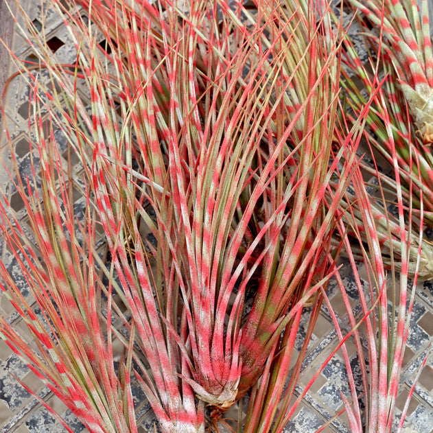 Air Plant 'Juncea - Red Stripe' 6-8" - Urban Sprouts