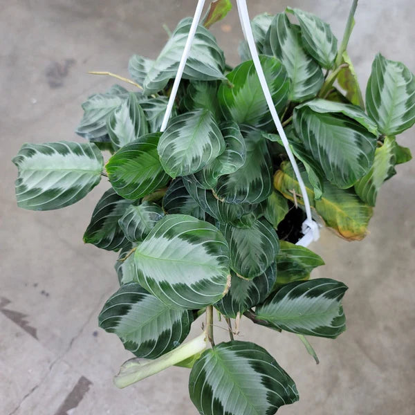 Prayer Plant 'Silver Band' 6" - Urban Sprouts