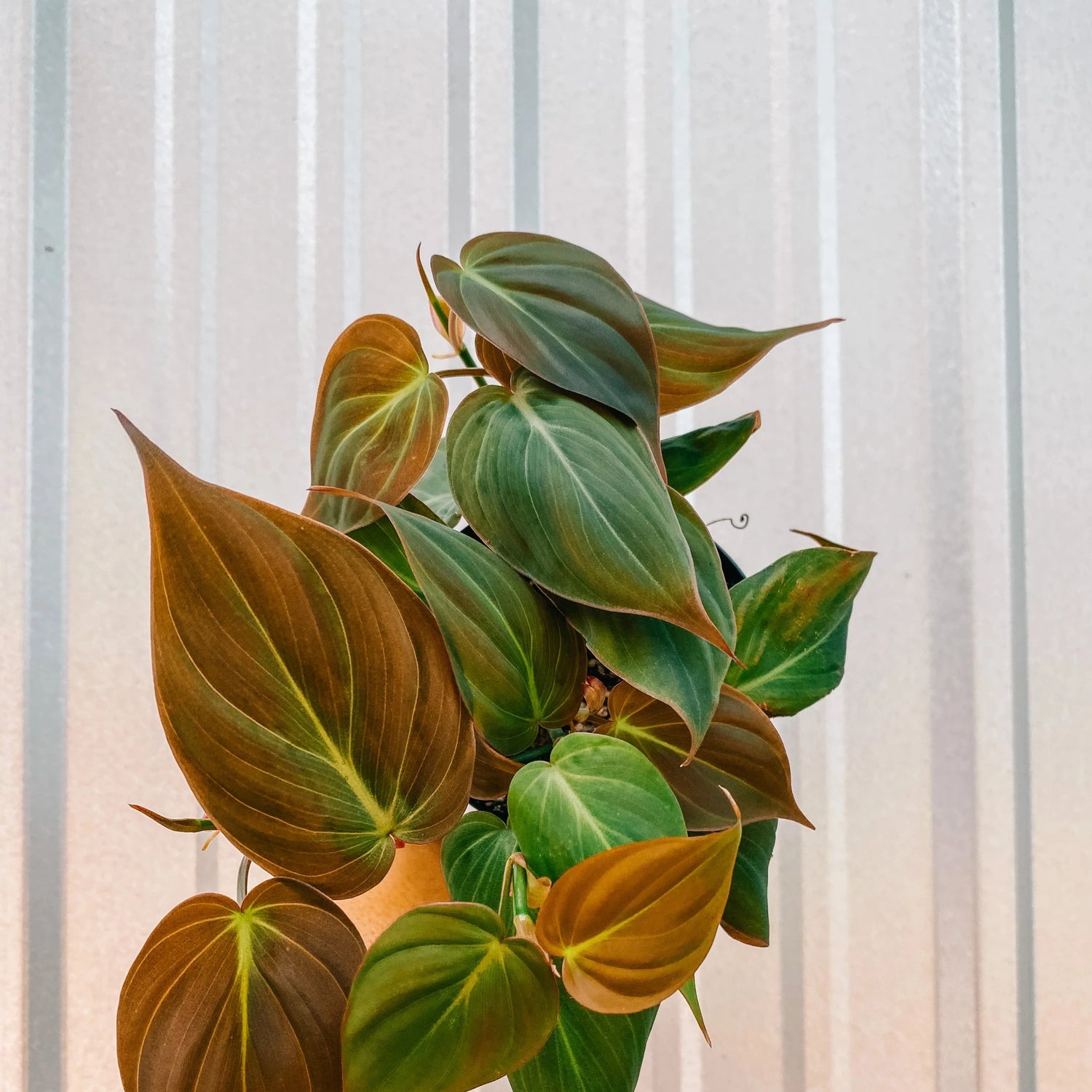 Philodendron 'Micans' - Urban Sprouts