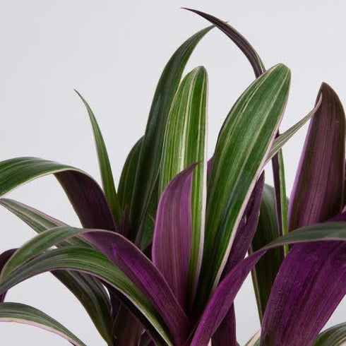 Oyster Plant 'Boat Lily' - Urban Sprouts