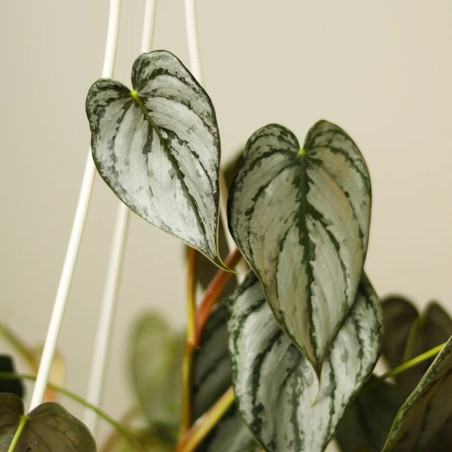 Philodendron 'Silver Leaf' - Urban Sprouts
