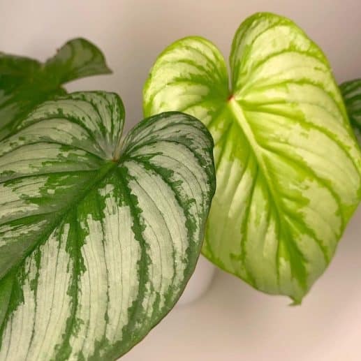 Philodendron 'Silver Cloud' - Urban Sprouts