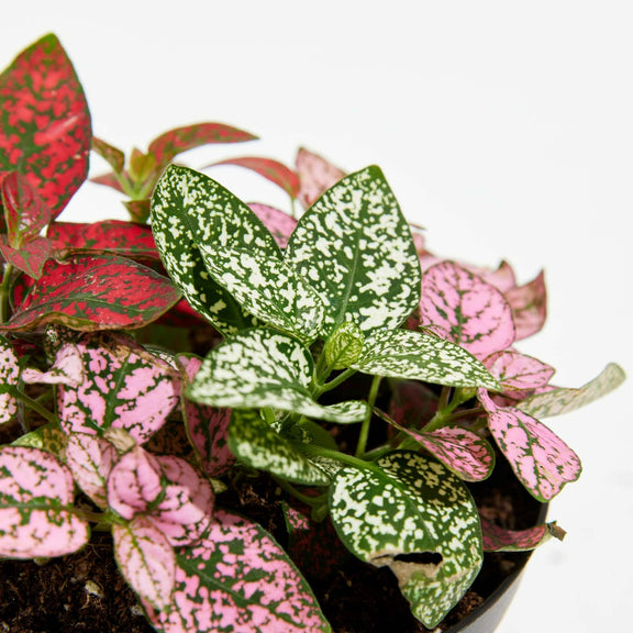 Polka Dot Plant Tri-Color - Urban Sprouts