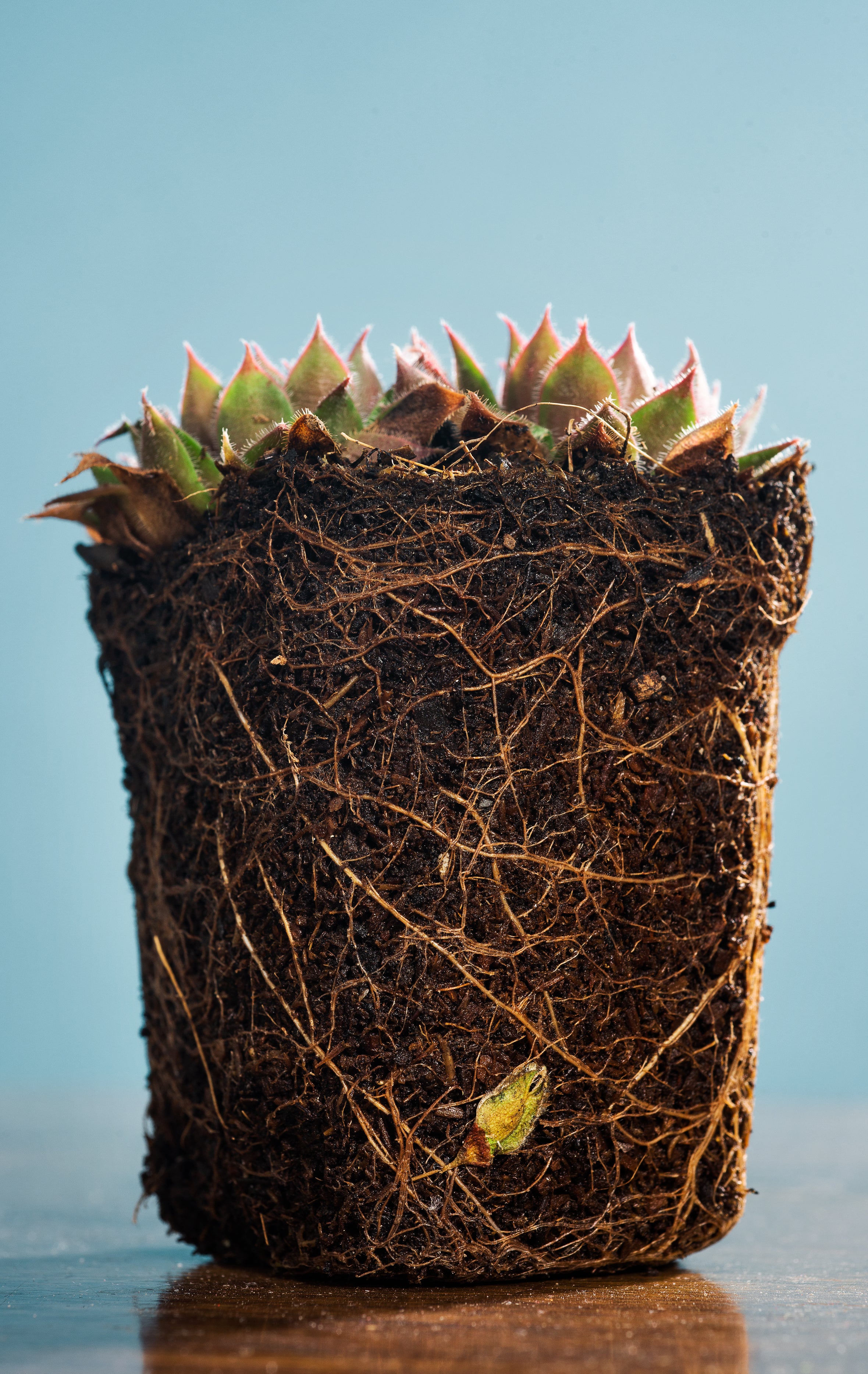 Urban Sprouts