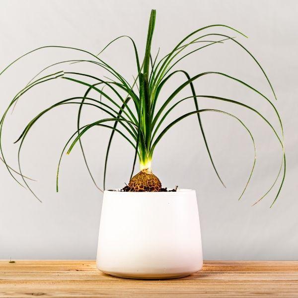 Palm 'Ponytail' 6" - Urban Sprouts
