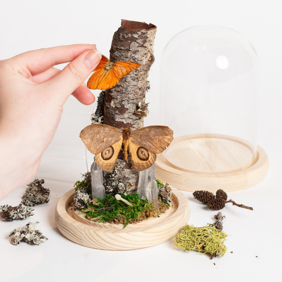 11/1 @ 2:00 Preserved Butterfly Cloches Workshop