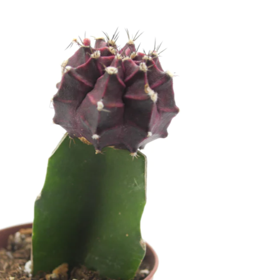 Cactus 'Moon - Purple' - Urban Sprouts