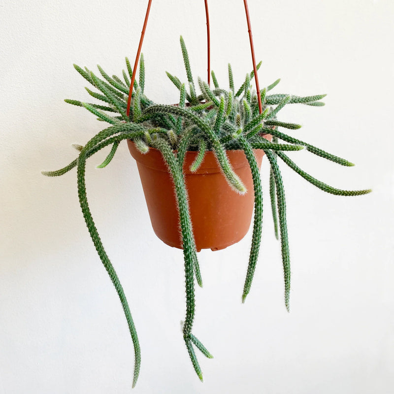 Cactus 'Rat-Tail' 6" - Urban Sprouts