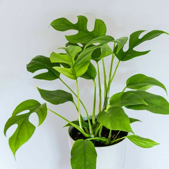 Rhaphidophora 'Mini Monstera' 8" - Urban Sprouts