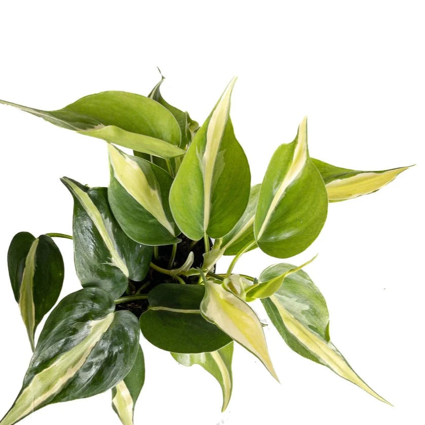 Philodendron 'Silver Stripe' - Urban Sprouts