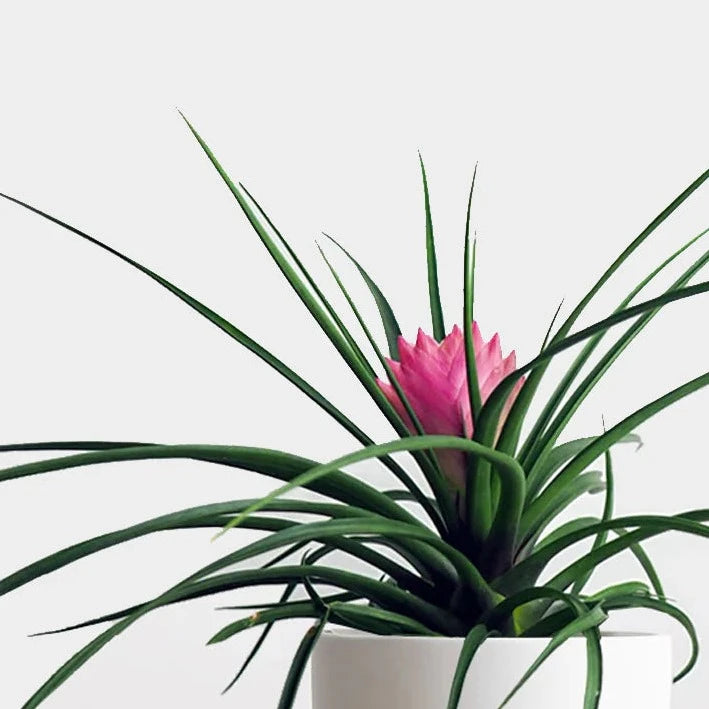 Bromeliad 'Pink Quill' 6" - Urban Sprouts
