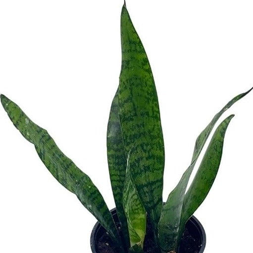Snake Plant 'Black Coral' 4" - Urban Sprouts