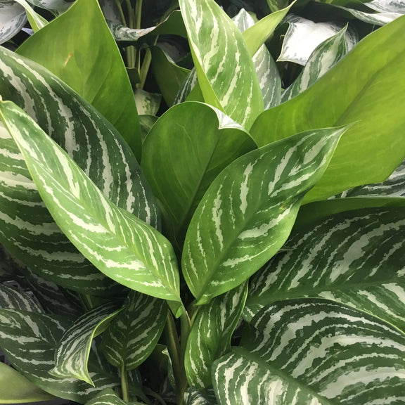 Chinese Evergreen 'Stripes' - Urban Sprouts