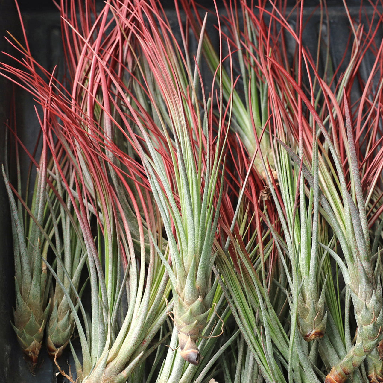 Air Plant 'Juncifolia - Red' 6-8" - Urban Sprouts