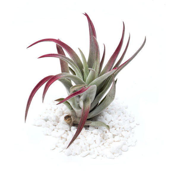 Air Plant 'Harrisii - Burgundy' 2-3" - Urban Sprouts