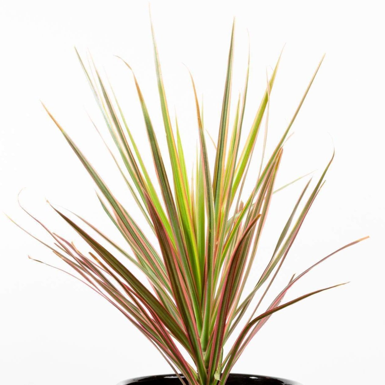 Dragon Tree 'Pink' 6" - Urban Sprouts