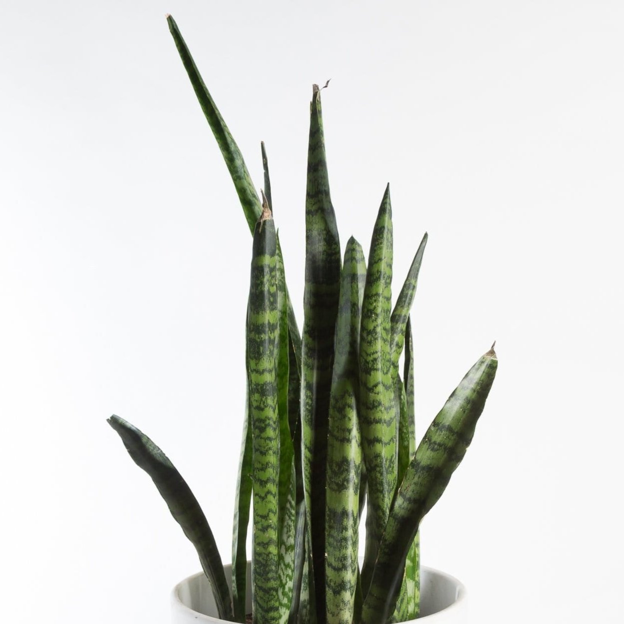 Snake Plant 'Black Coral' 10"