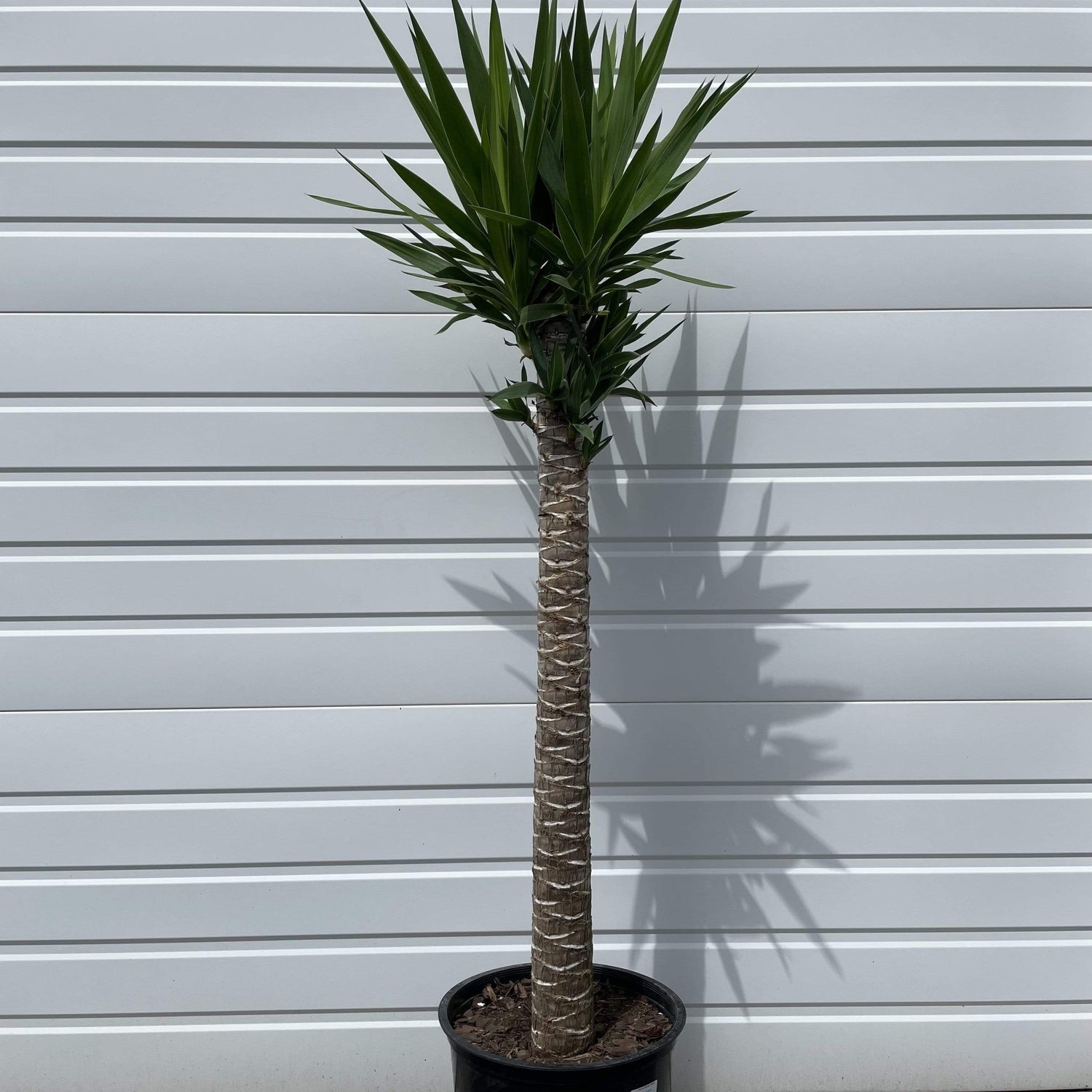 Urban Sprouts Floor Plant 12" in nursery pot single stalk Yucca Cane Floor Plant