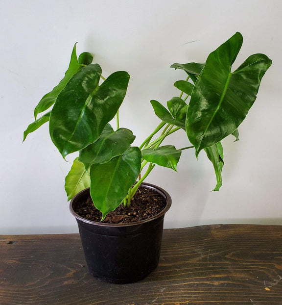 Urban Sprouts Floor Plant 6" in nursery pot Philodendron 'Burle Marx'