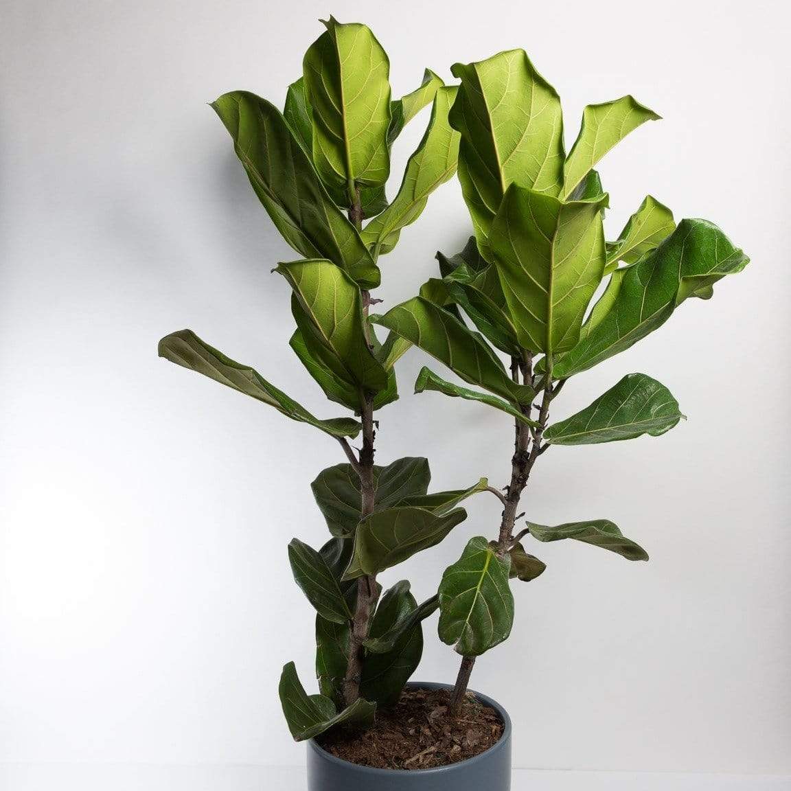 Urban Sprouts Floor Plant Fig 'Fiddle Leaf' Floor Plant