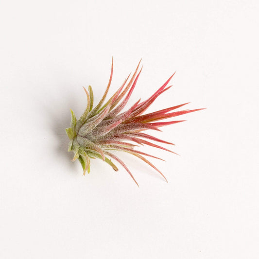 Urban Sprouts Plant 1-2" Tillandsia 'Ionantha - Fuego'