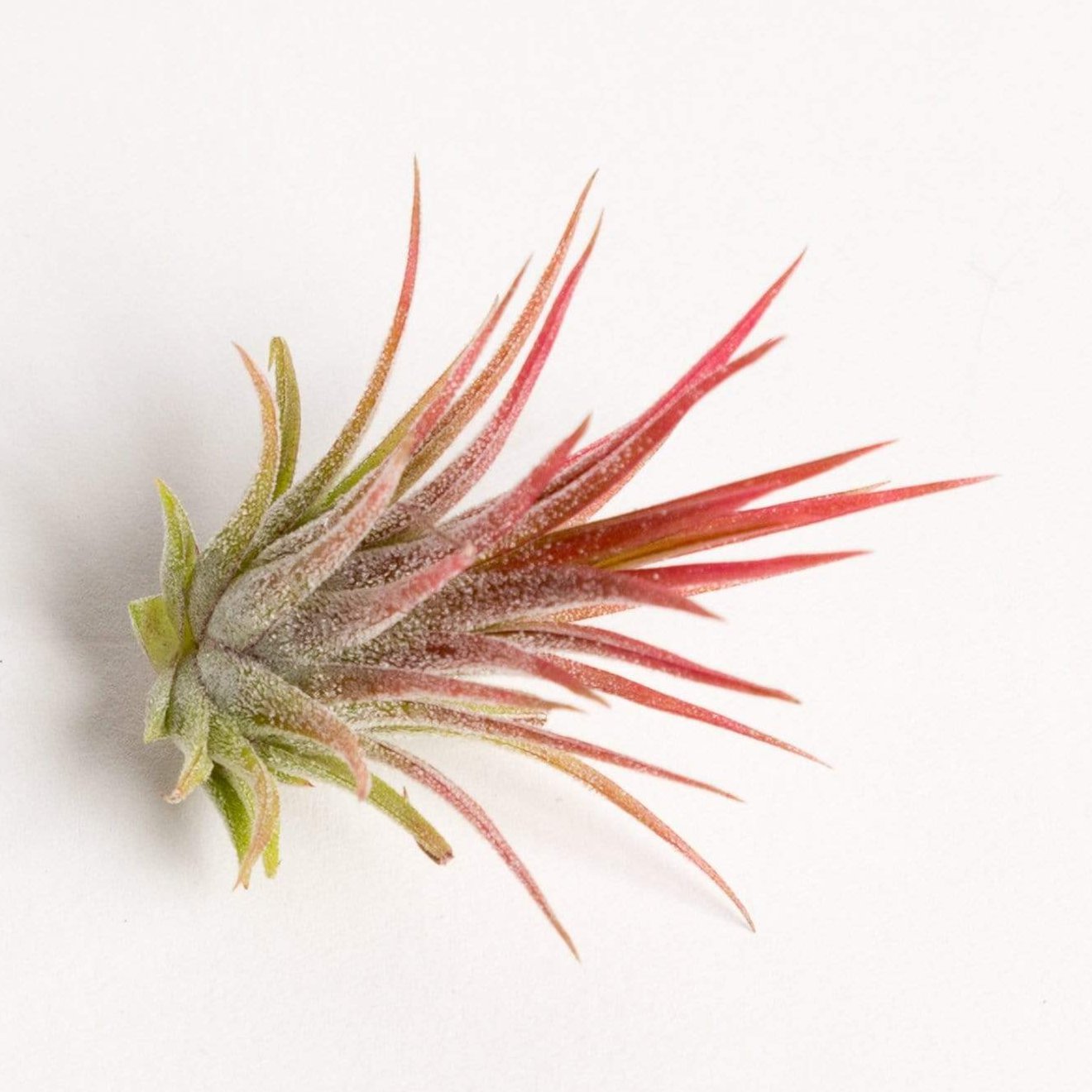 Air Plant 'Ionantha - Fuego Red' 2-3" - Urban Sprouts
