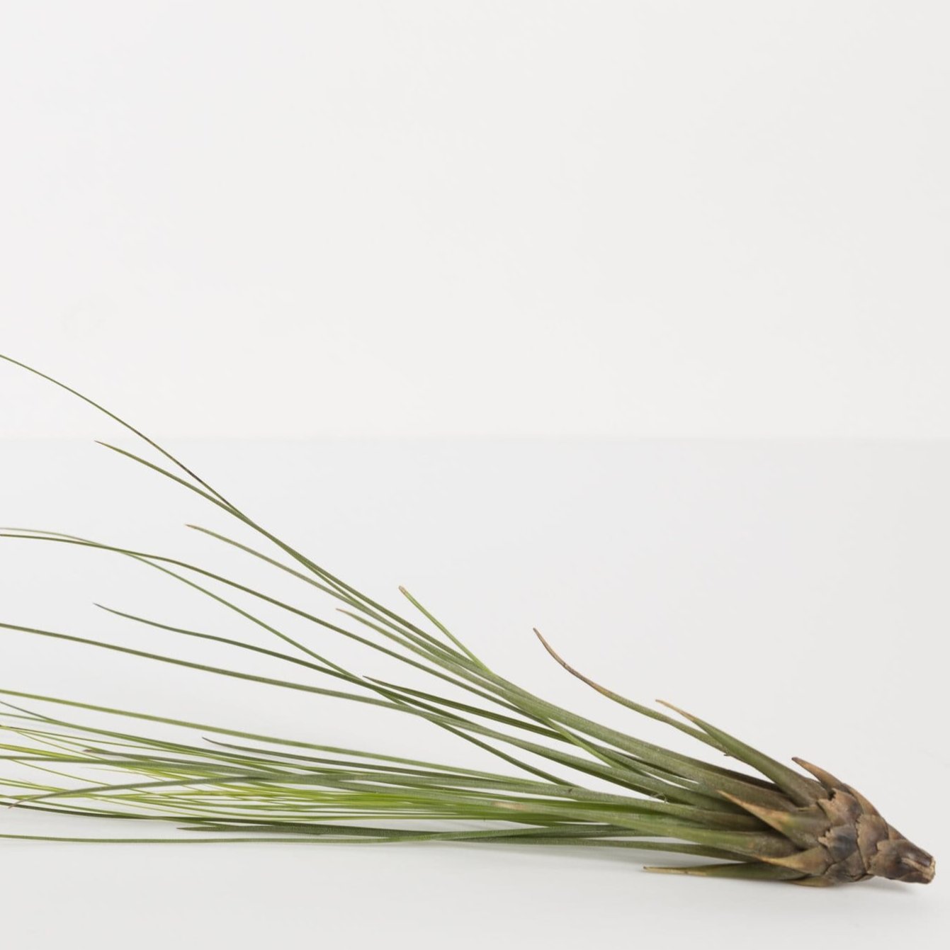 Air Plant 'Juncea - Green' 10-12"