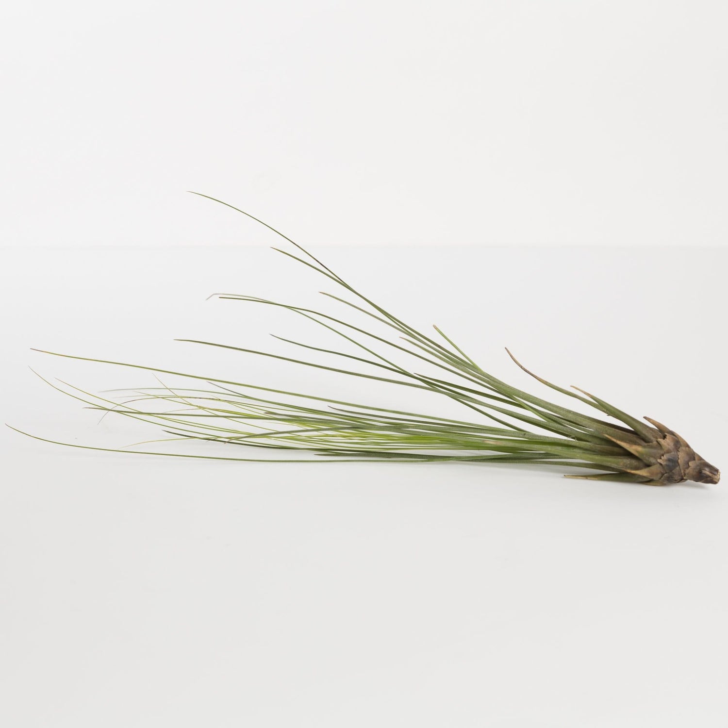 Urban Sprouts Plant 10" Green Tillandsia Juncea