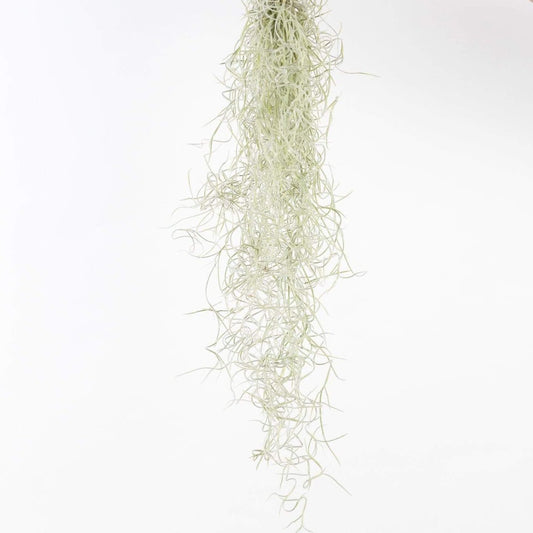 Air Plant 'Spanish Moss' Narrow Bundle