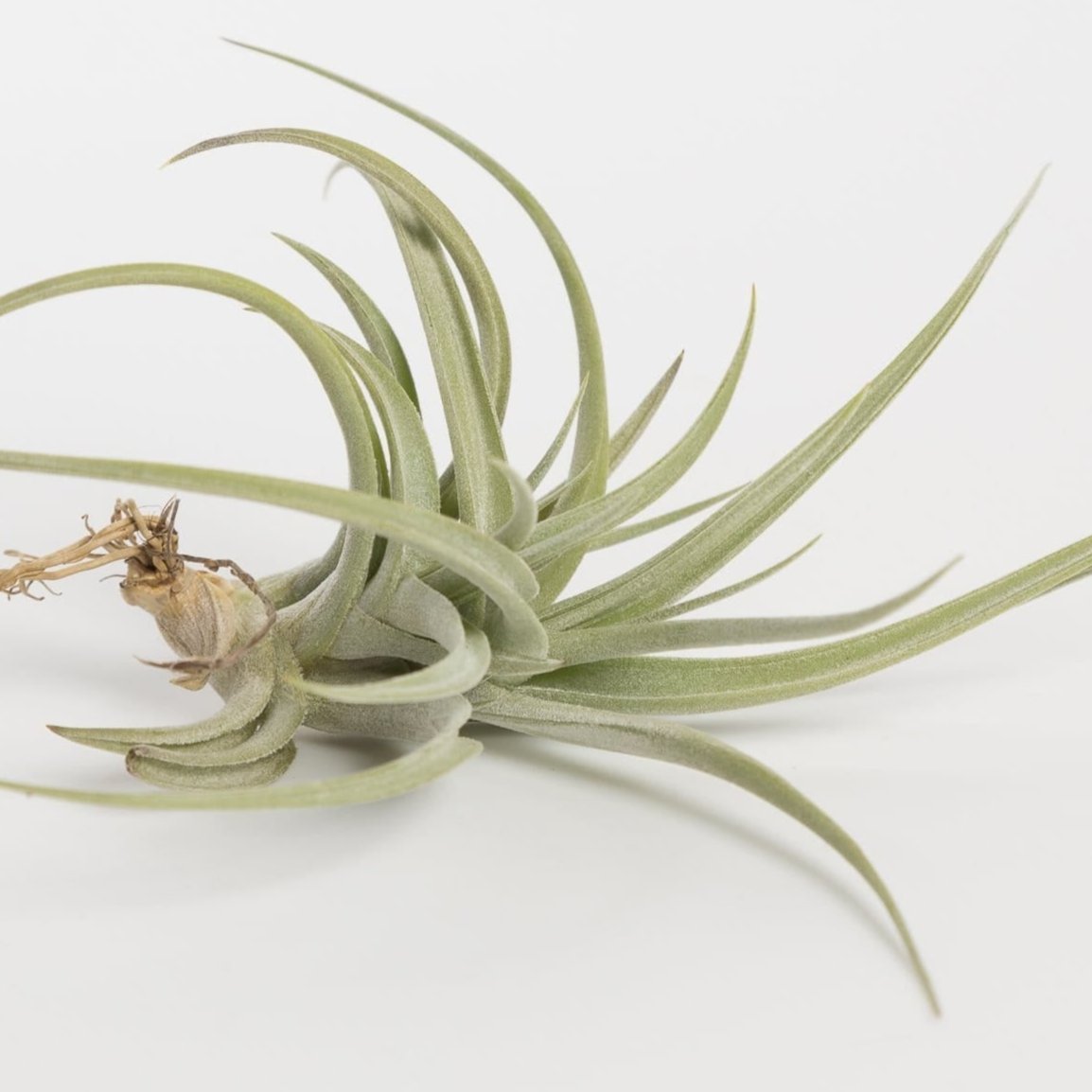 Air Plant 'Aeranthos - Bronze' 2-3"