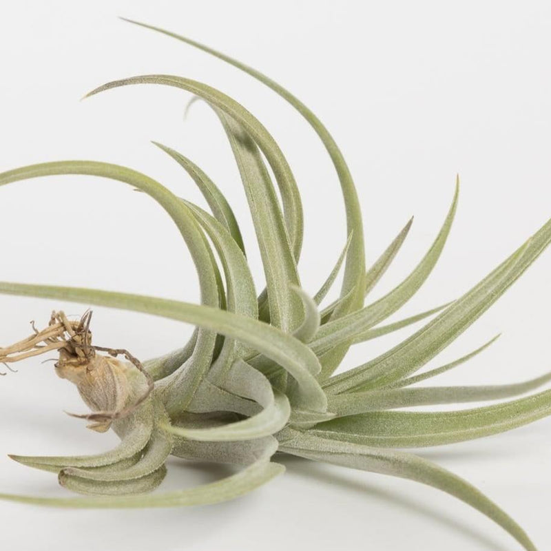 Air Plant 'Aeranthos' 3-4"