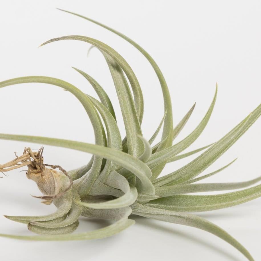 Air Plant 'Aeranthos' 3-4" - Urban Sprouts