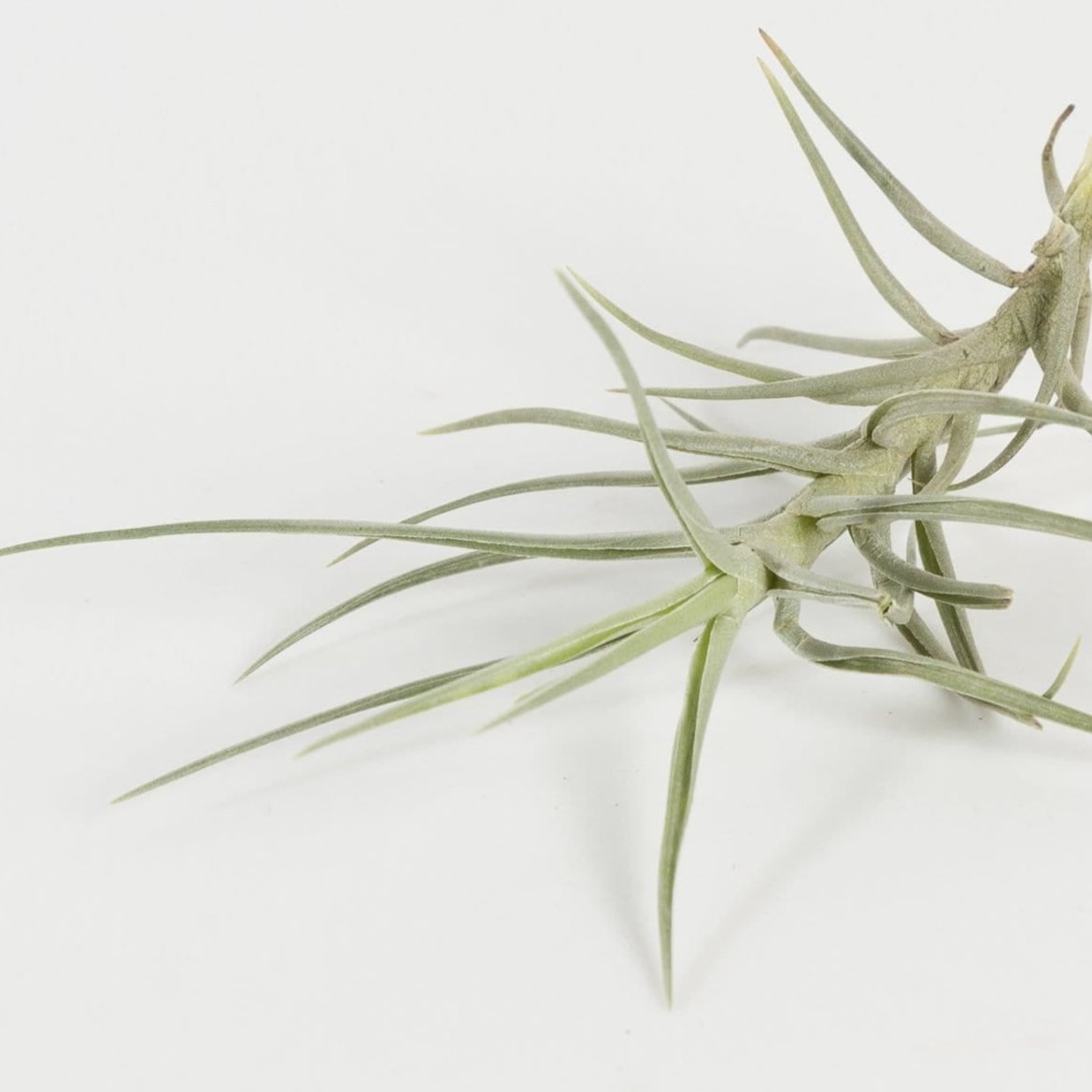 Air Plant 'Cocoensis' 1-2"