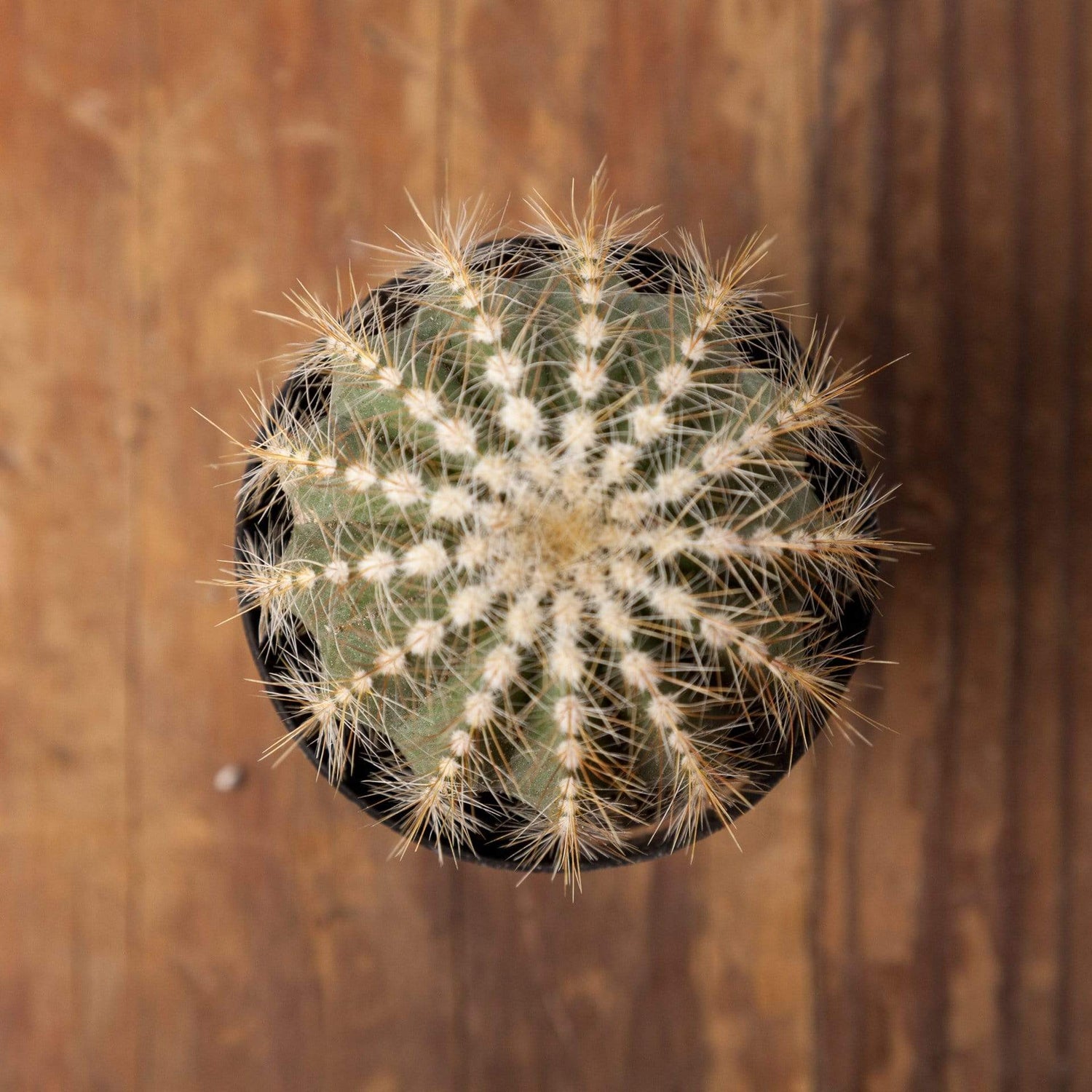 Cactus 'Balloon' - Urban Sprouts
