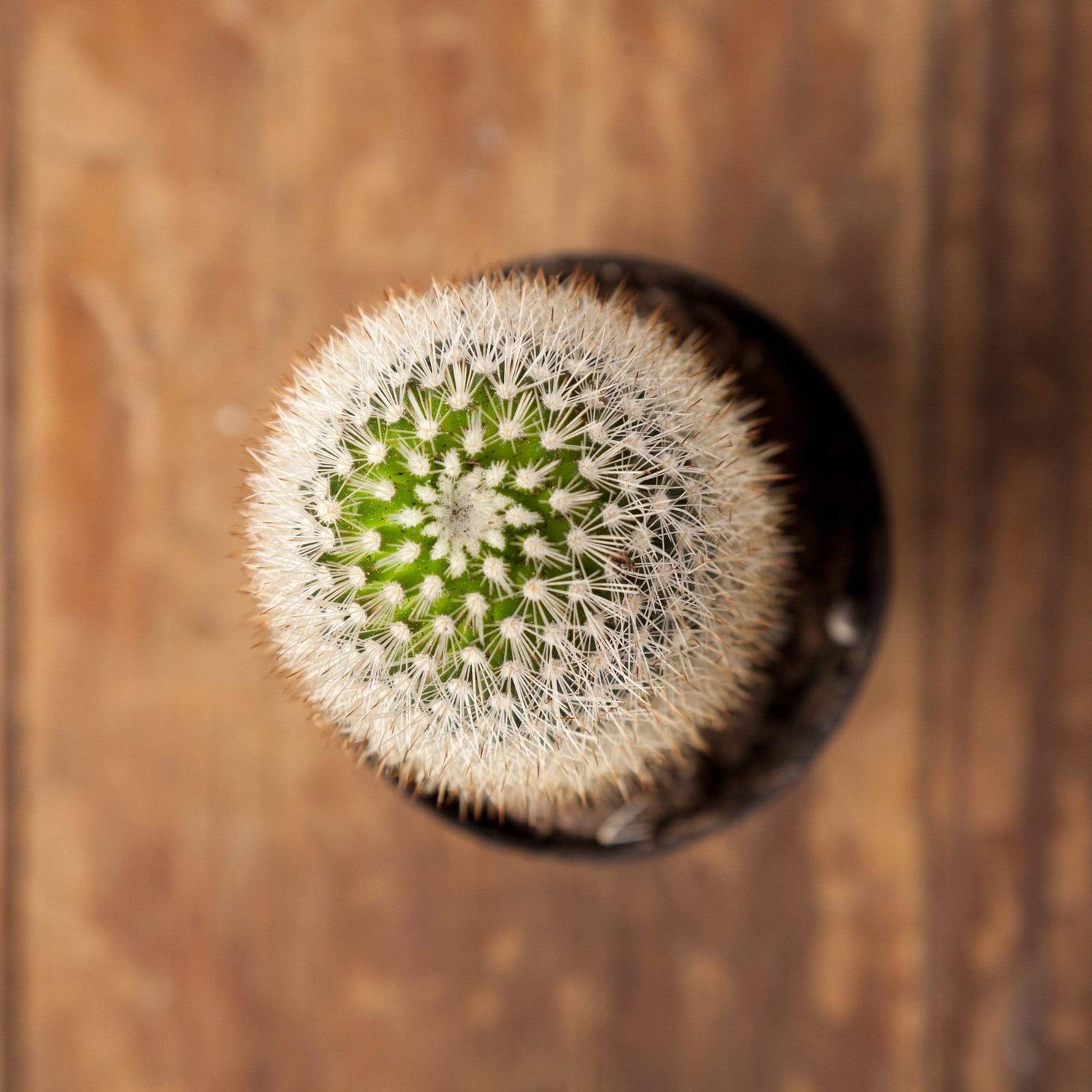 Cactus 'Bristle Brush' - Urban Sprouts