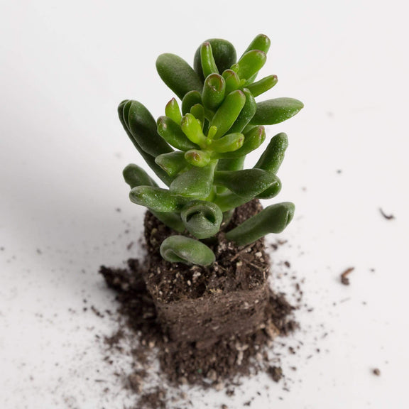 Urban Sprouts Plant 2" in nursery pot Jade 'Hobbit'
