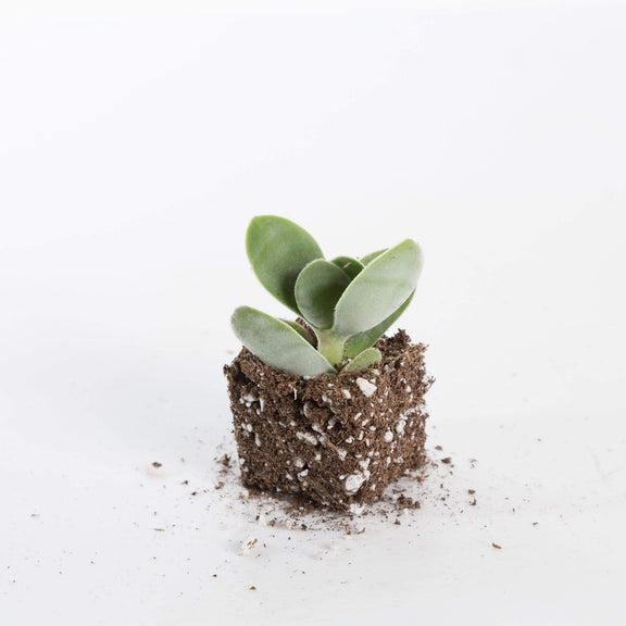 Urban Sprouts Plant 2" in nursery pot Succulent 'Paddle Plant'