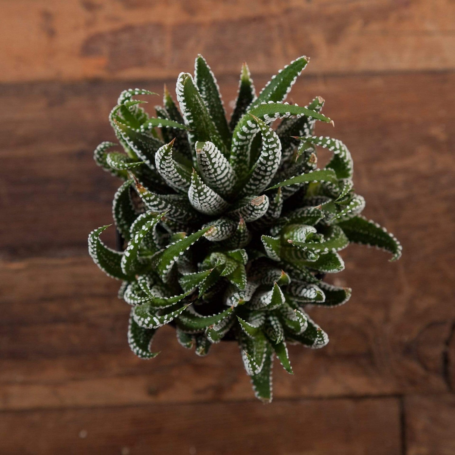 Succulent 'Zebra' - Urban Sprouts