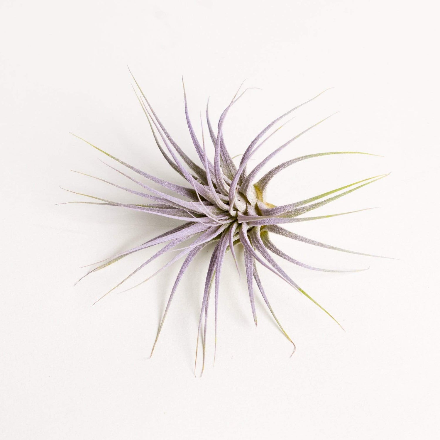 Air Plant 'Ionantha - Lilac' 1-2" - Urban Sprouts