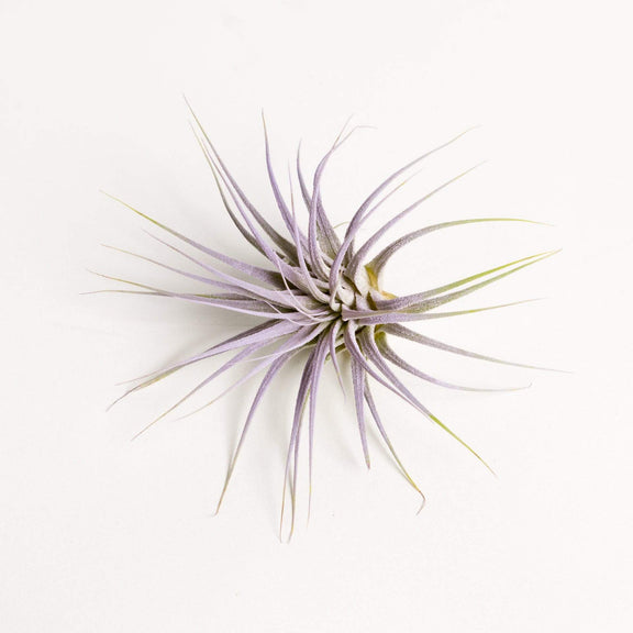 Air Plant 'Ionantha - Lilac' 1-2" - Urban Sprouts