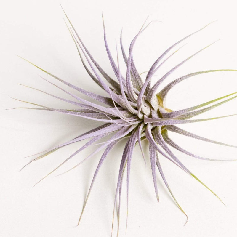 Air Plant 'Ionantha - Lilac' 1-2"