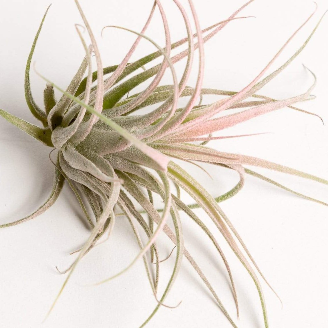 Air Plant 'Scaposa - Pink' 1-2" - Urban Sprouts