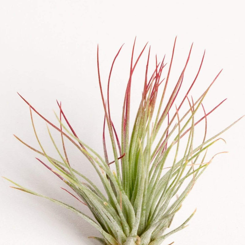 Air Plant 'Andreana - Red' 2-3"