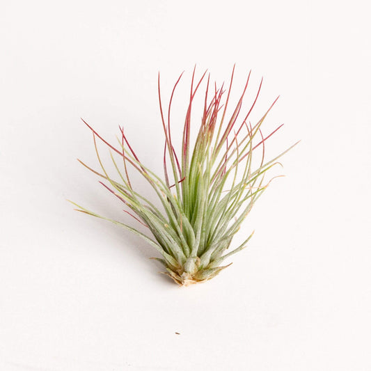 Air Plant 'Andreana - Red' 2-3" - Urban Sprouts