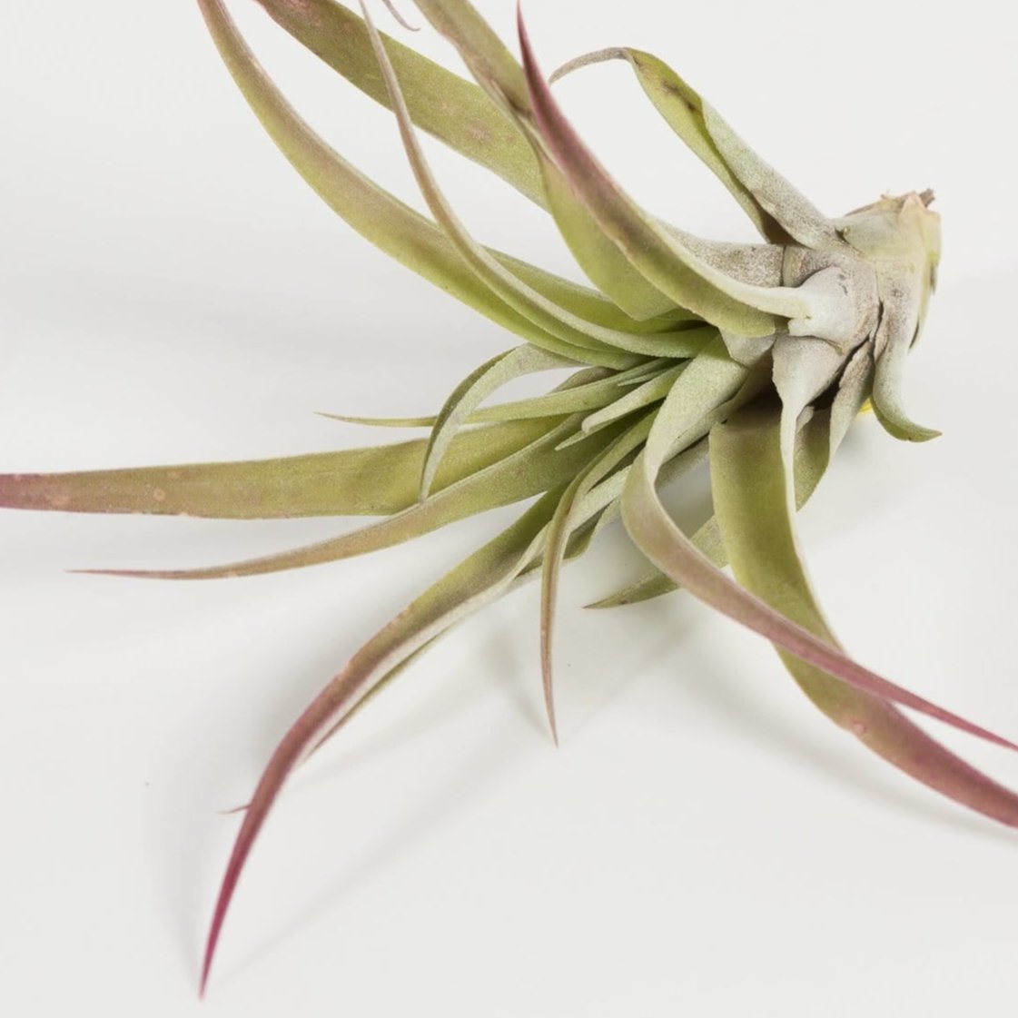 Air Plant 'Capitata - Magenta' 3-4"