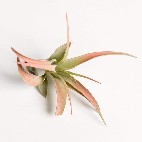 Urban Sprouts Plant 3-4" / Peach Tillandsia Capitata