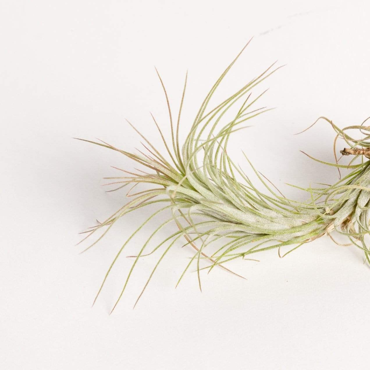 Air Plant 'Funckiana' 3-4"