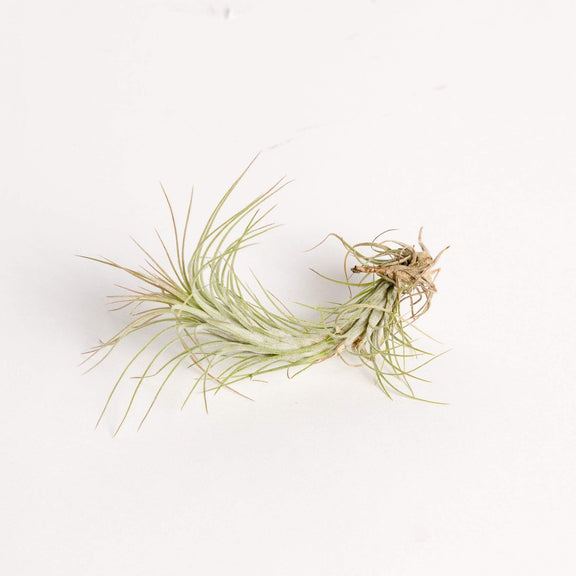 Urban Sprouts Plant 3-4" Tillandsia Funckiana