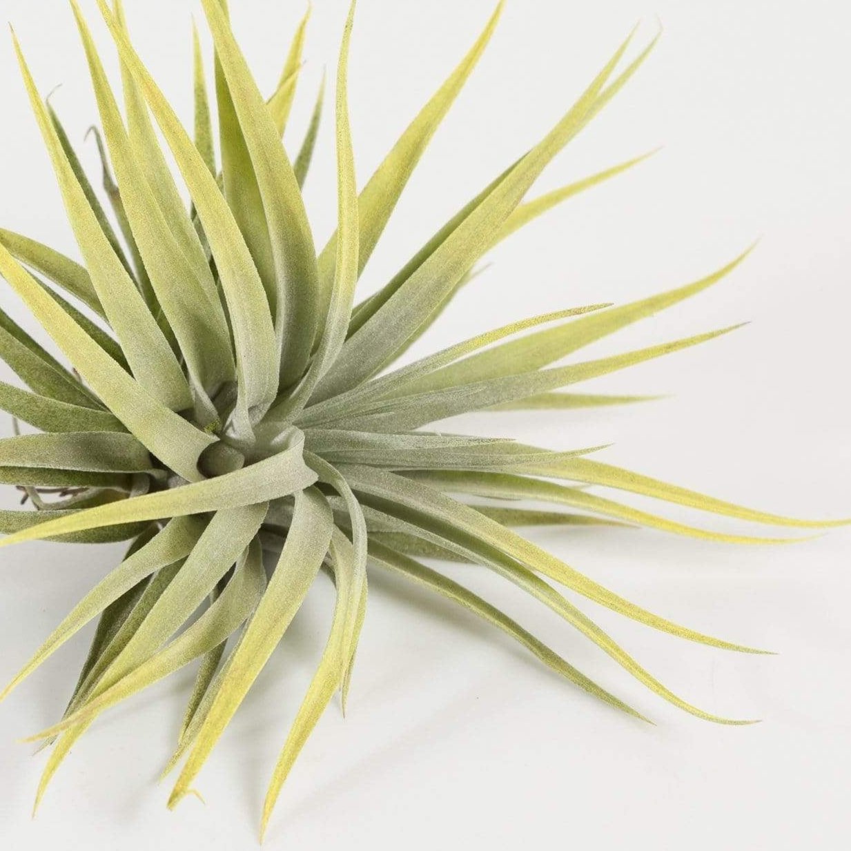 Air Plant 'Plagiotropia - Yellow' 3-4"